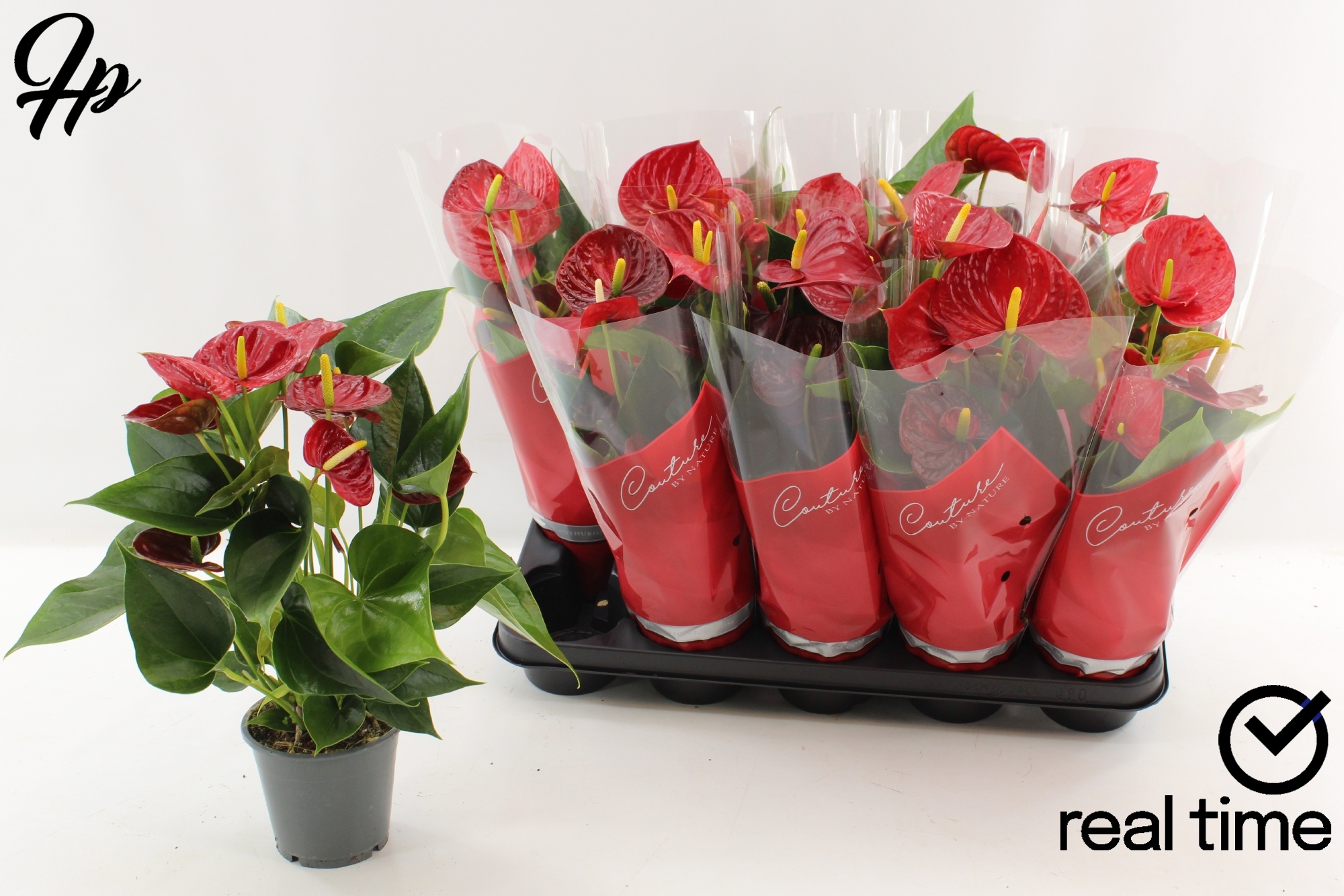 jade plant leaves soft Buy Mini Leaf Jade Plants Online