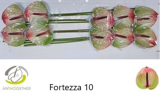 Anth A Fortezza X10