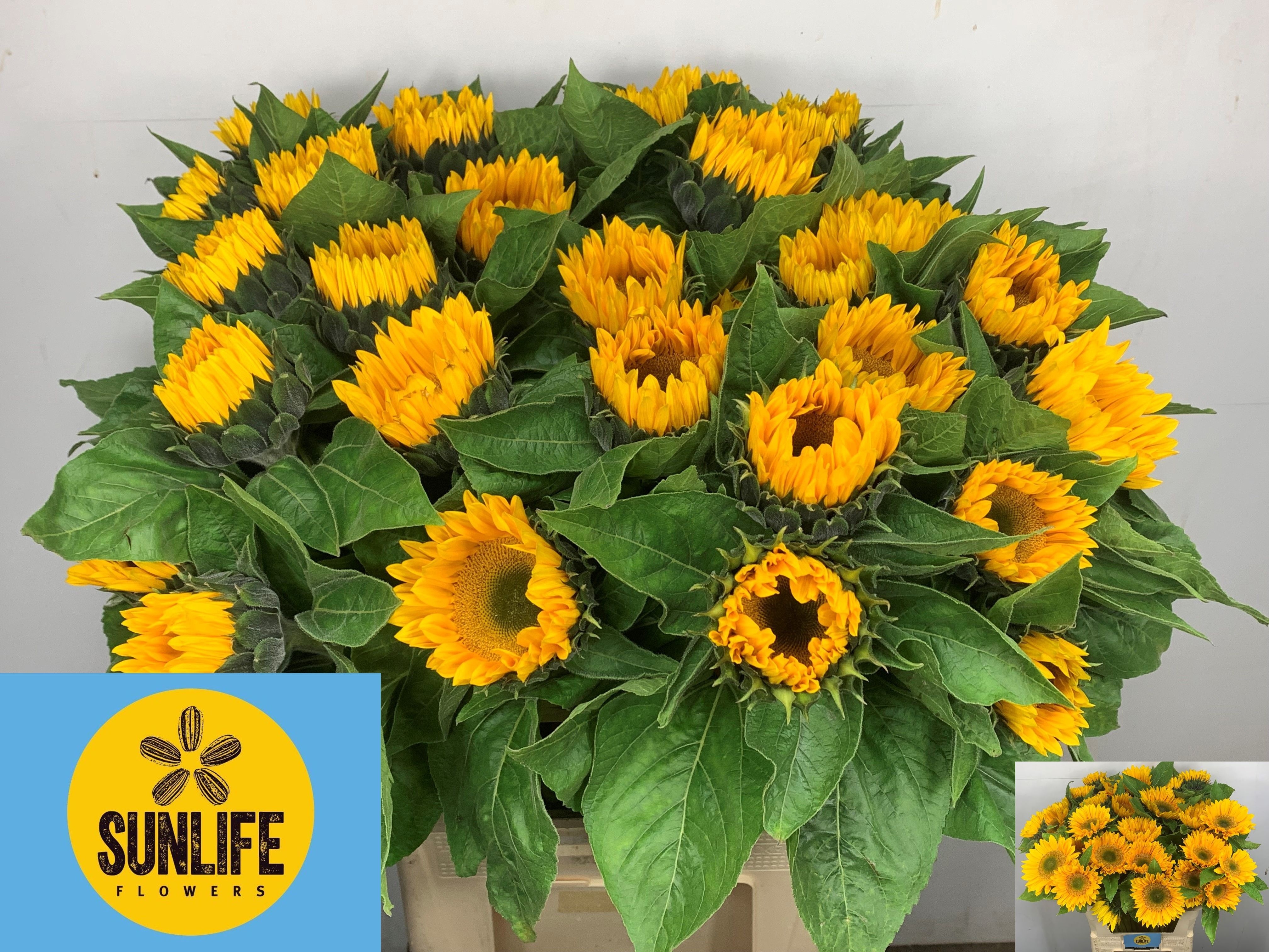 Helianthus Sunrich Gold 80cm