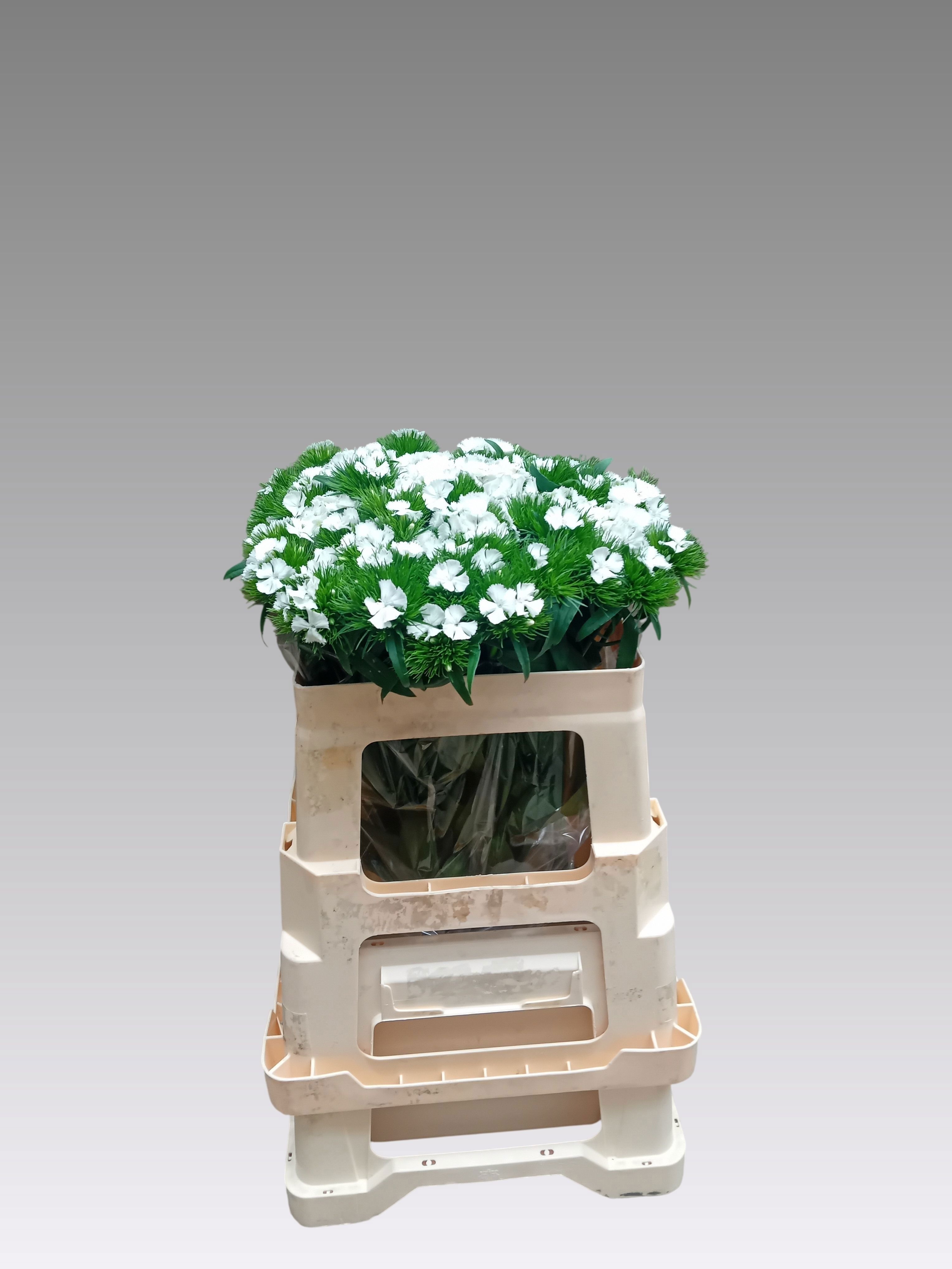 Dianthus Barb Sweet Will White 50cm