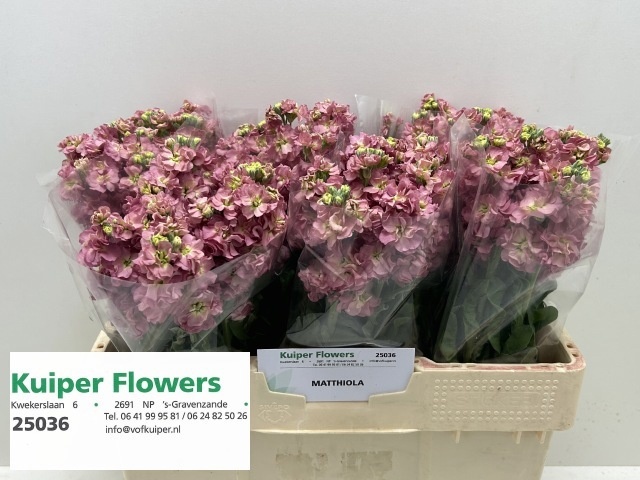 Matthiola StoX Antique Rose 50cm