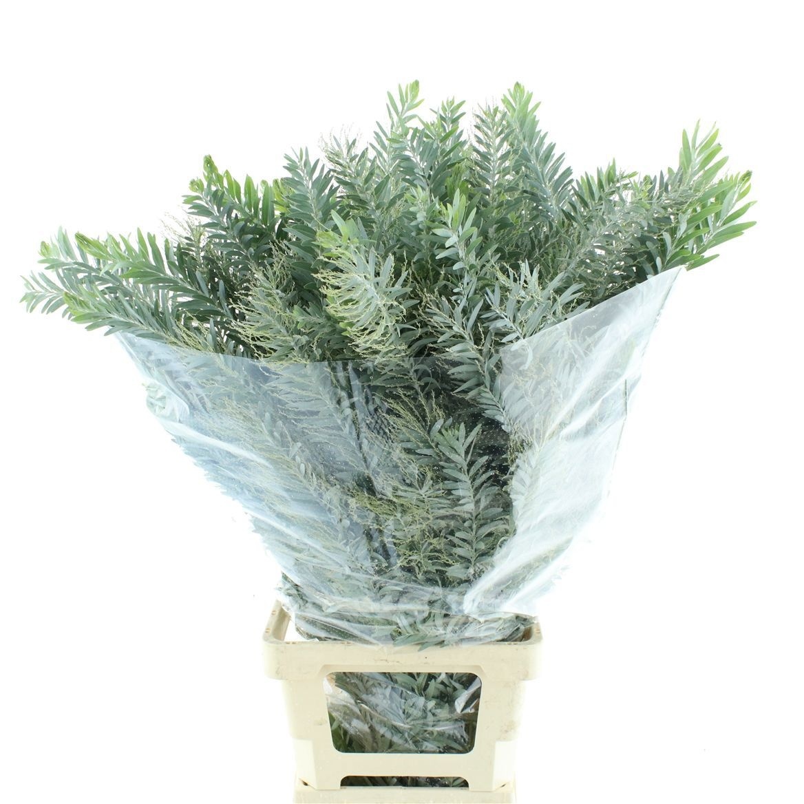 Acacia Howittii Clair De Lune Per Bunch 100cm 400gr.