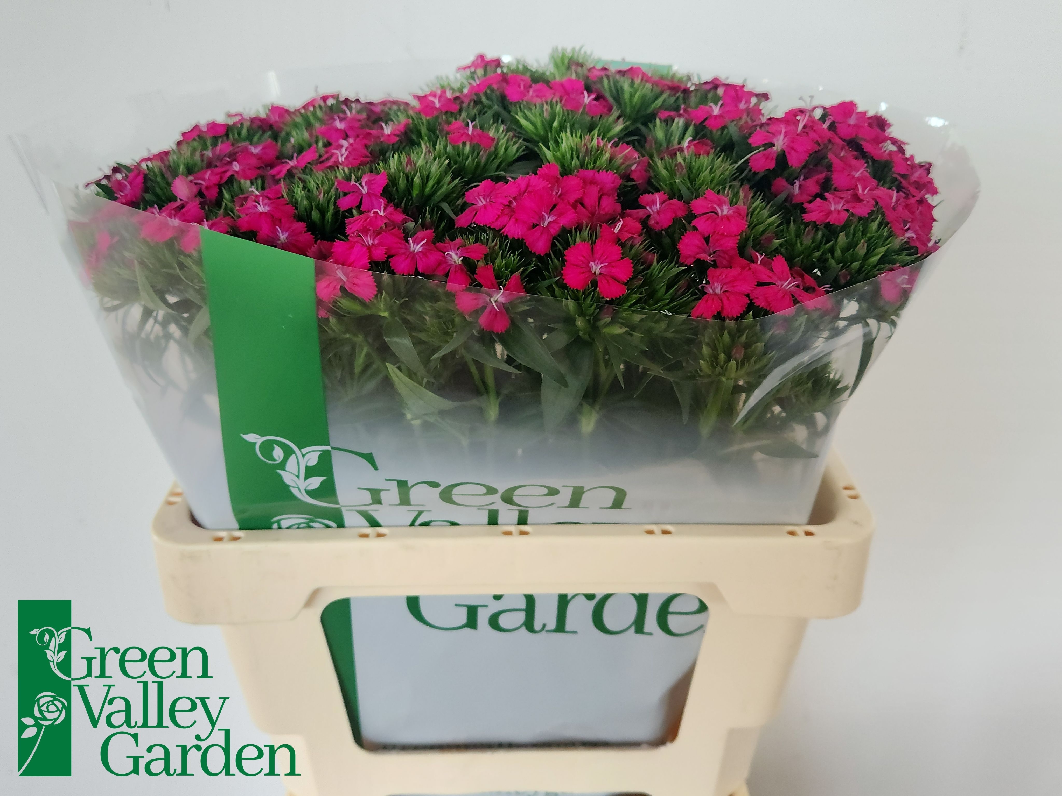 Dianthus Barb Neon Cher 52cm
