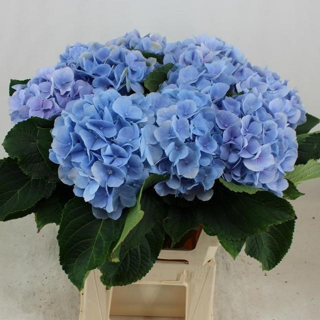 Hydrangea Verena Blue 60cm 19Ø