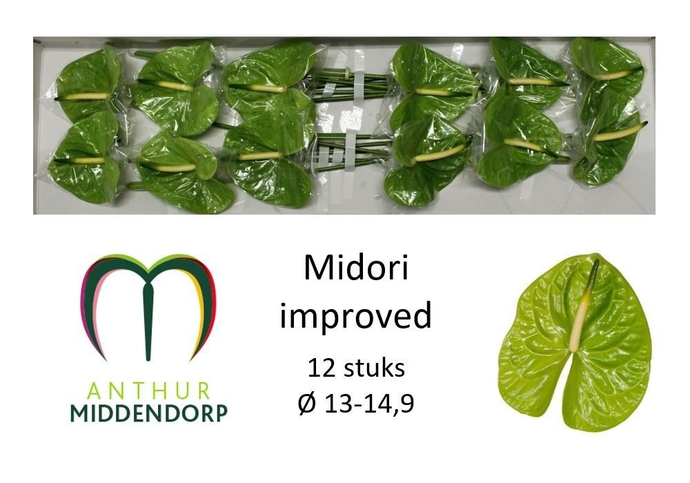 Anth A Midori Imp X12