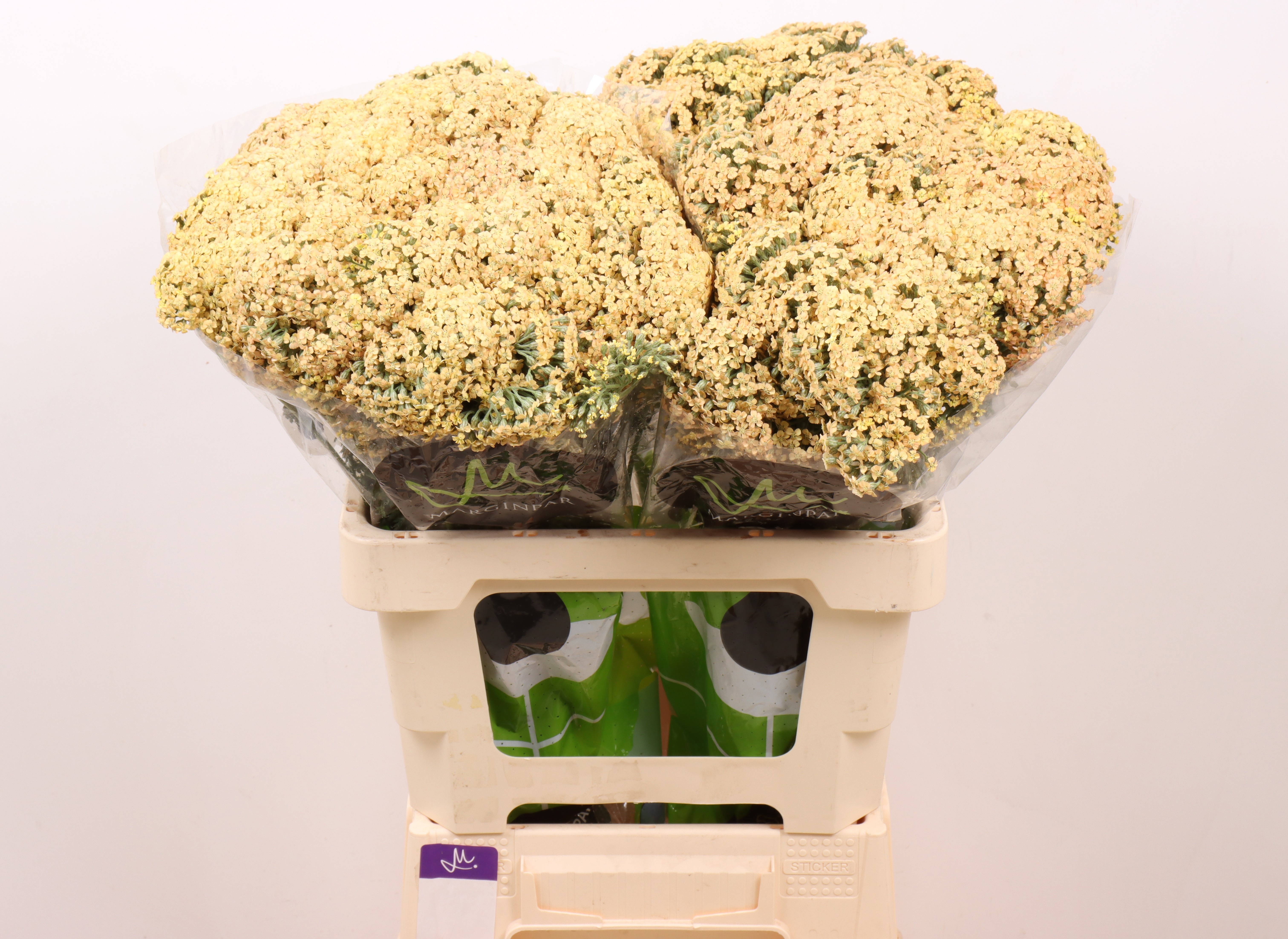 Achil Neongl Saffron