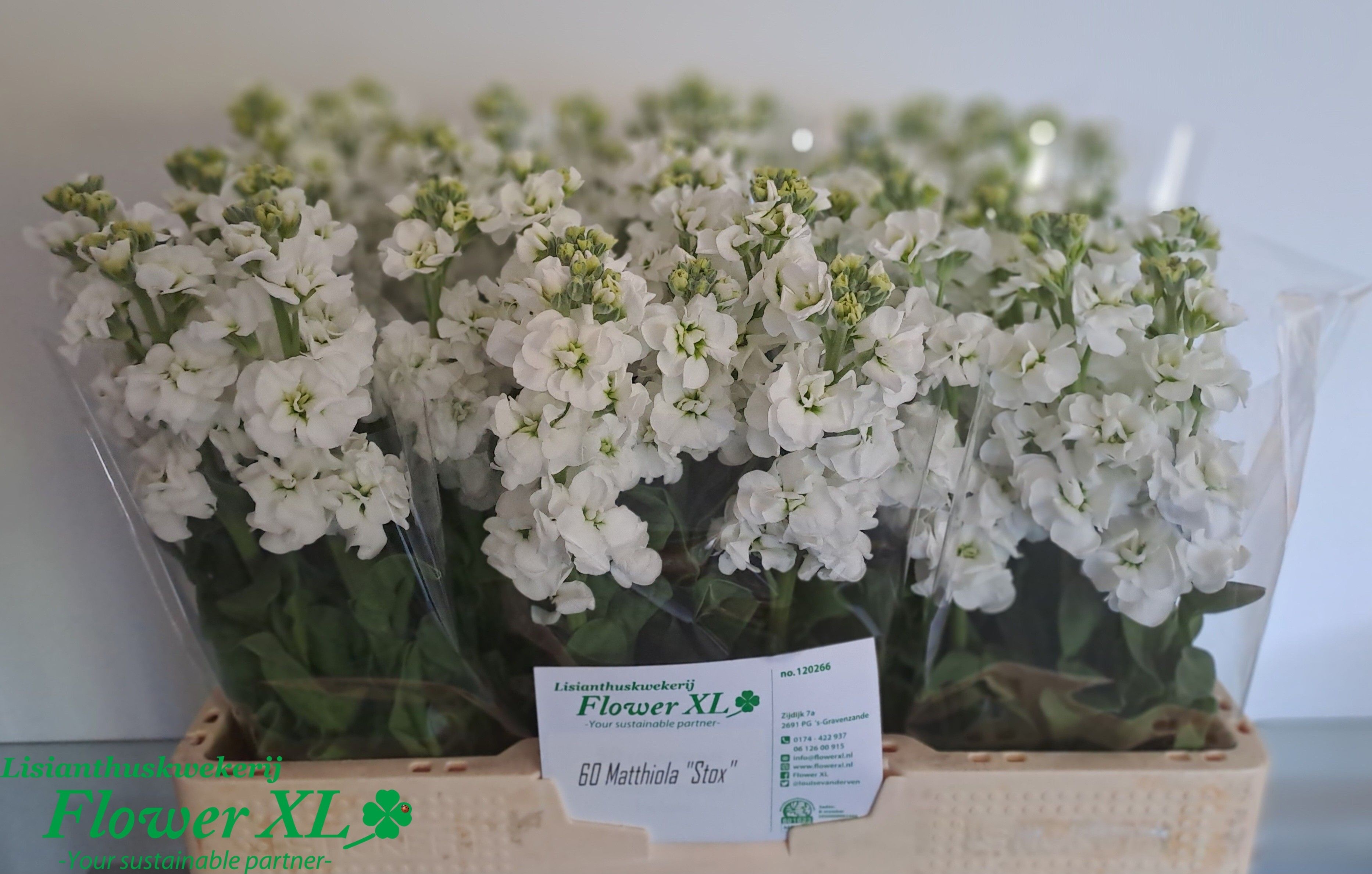 Matthiola StoX White 57cm