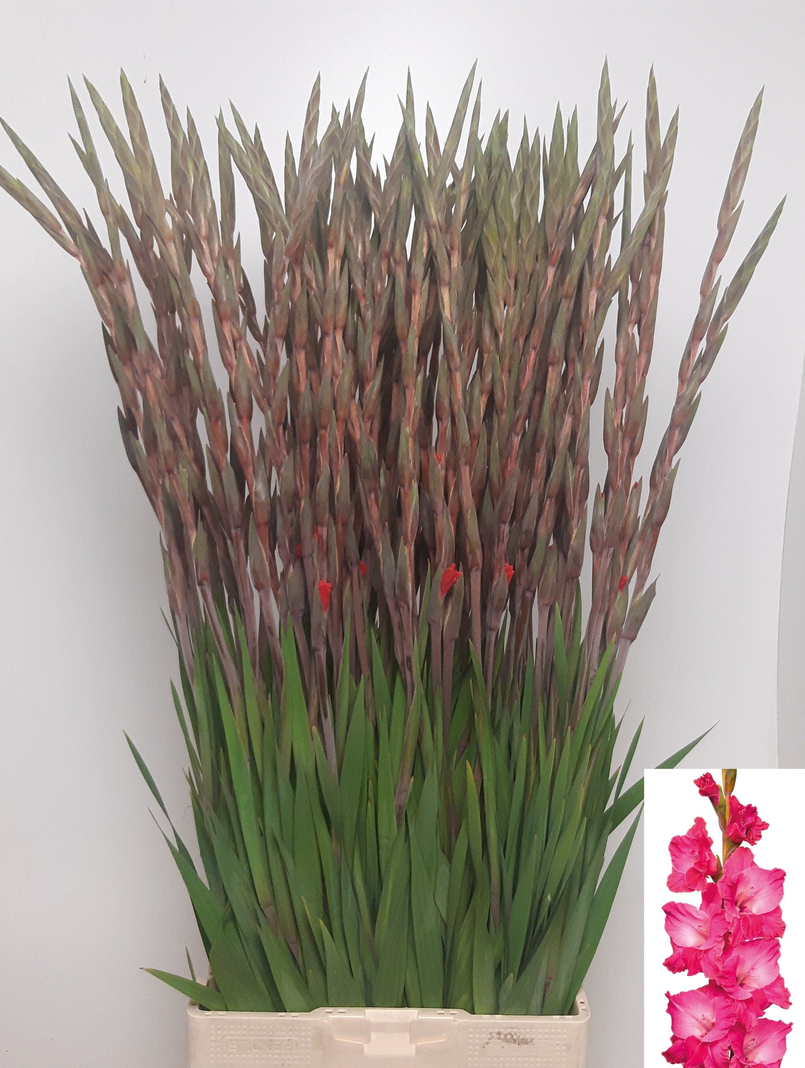 Glad Gr Fairyta Pink