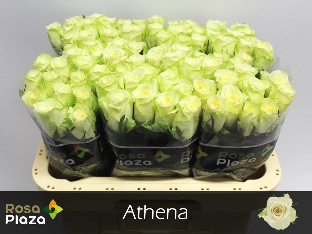 R Gr Athena