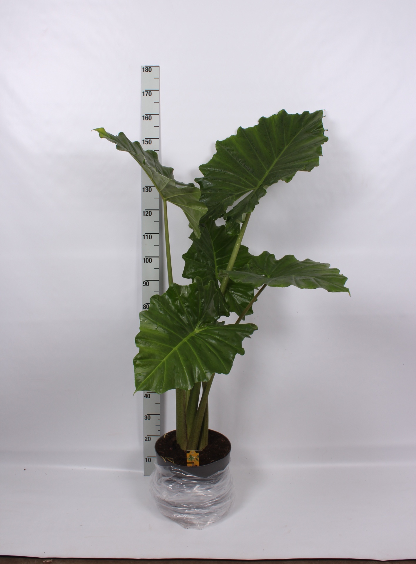 Alocasia Portodora Xl