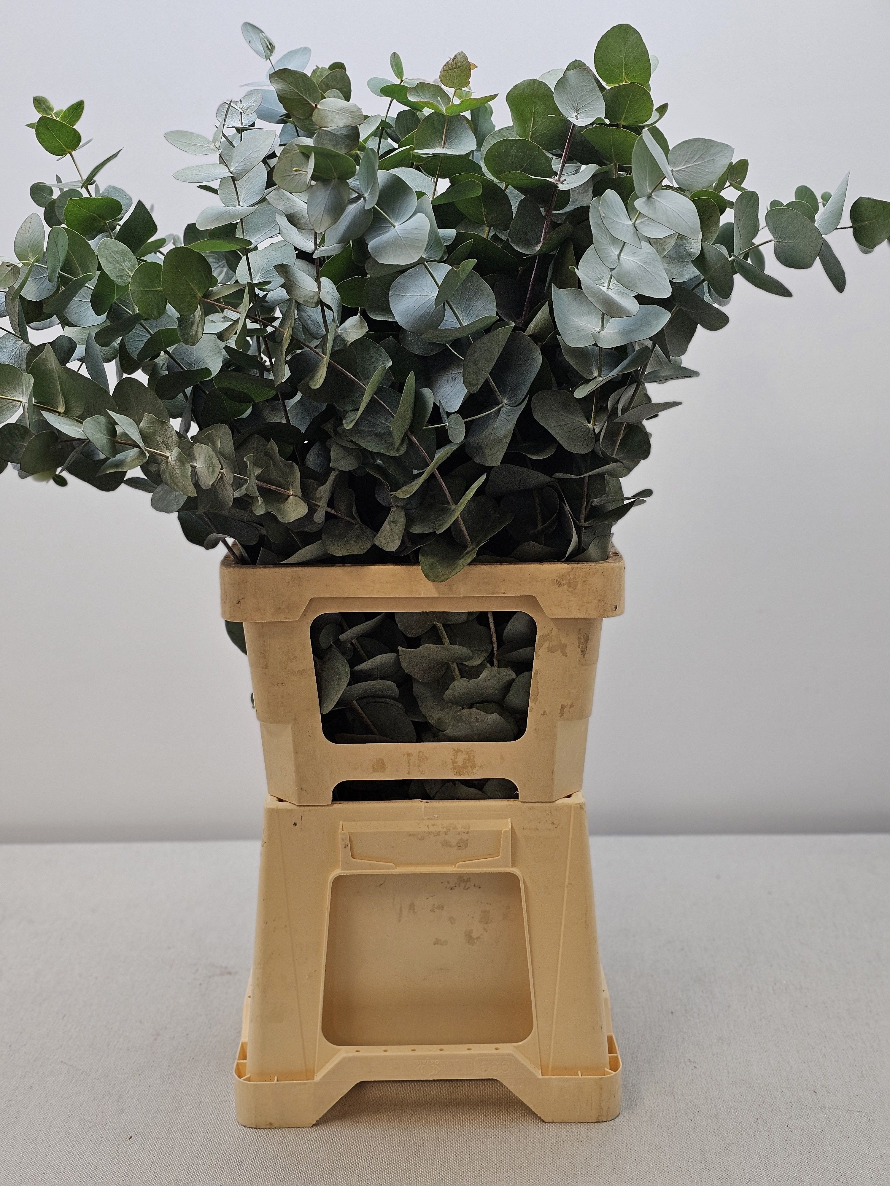 Eucalyptus Cinerea 75cm