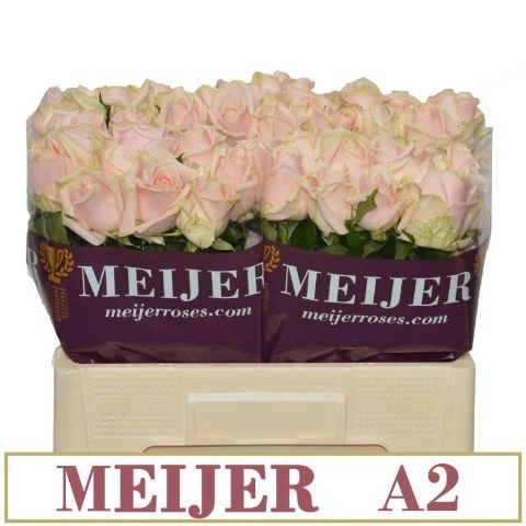 R Gr Sweet Avalanch Meijer A 2 X 50