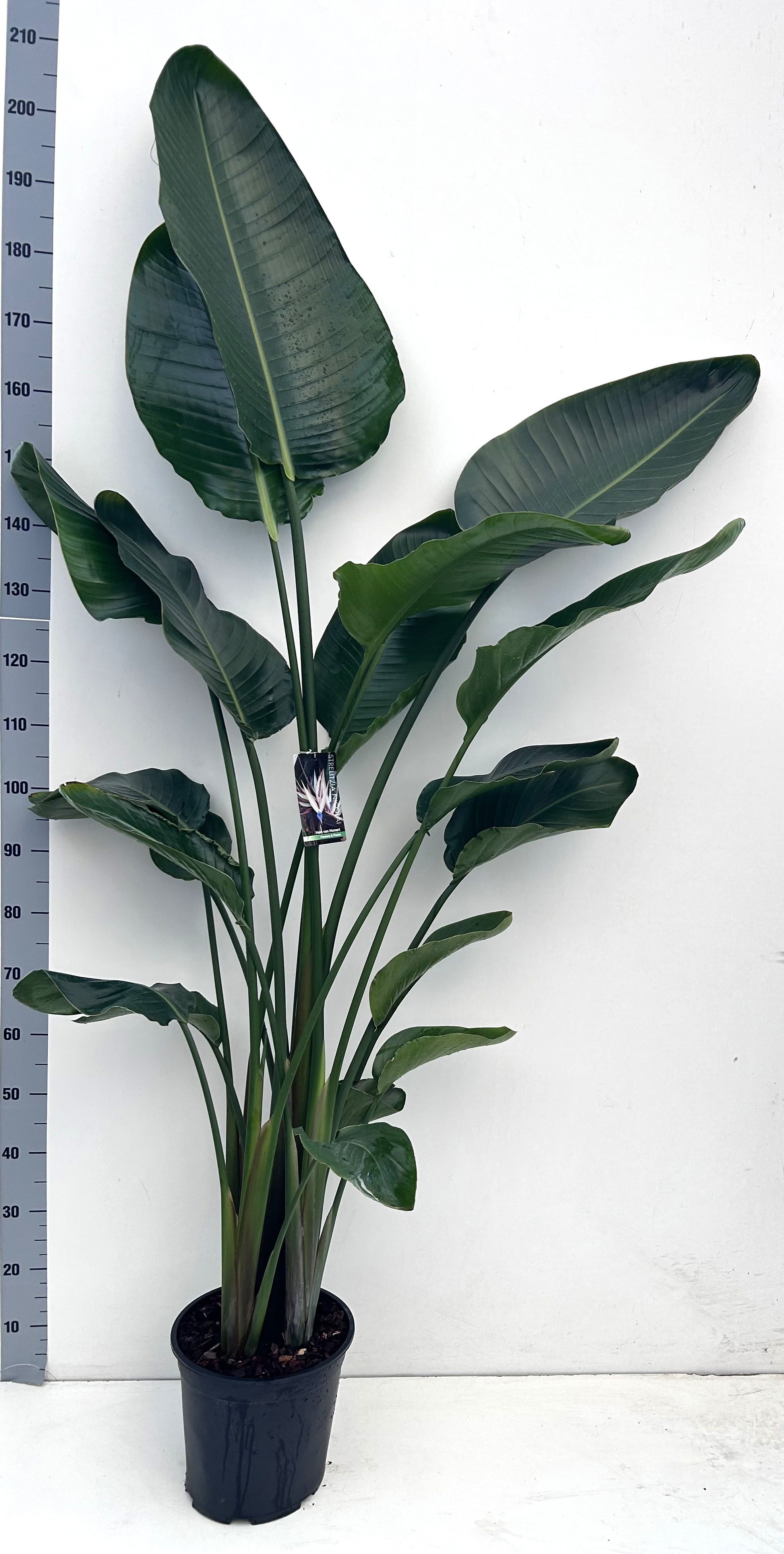 Strelitzia nicolai | Gardenline