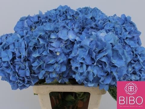 Hydrangea Pimpernel Dark Blue 60cm 20Ø