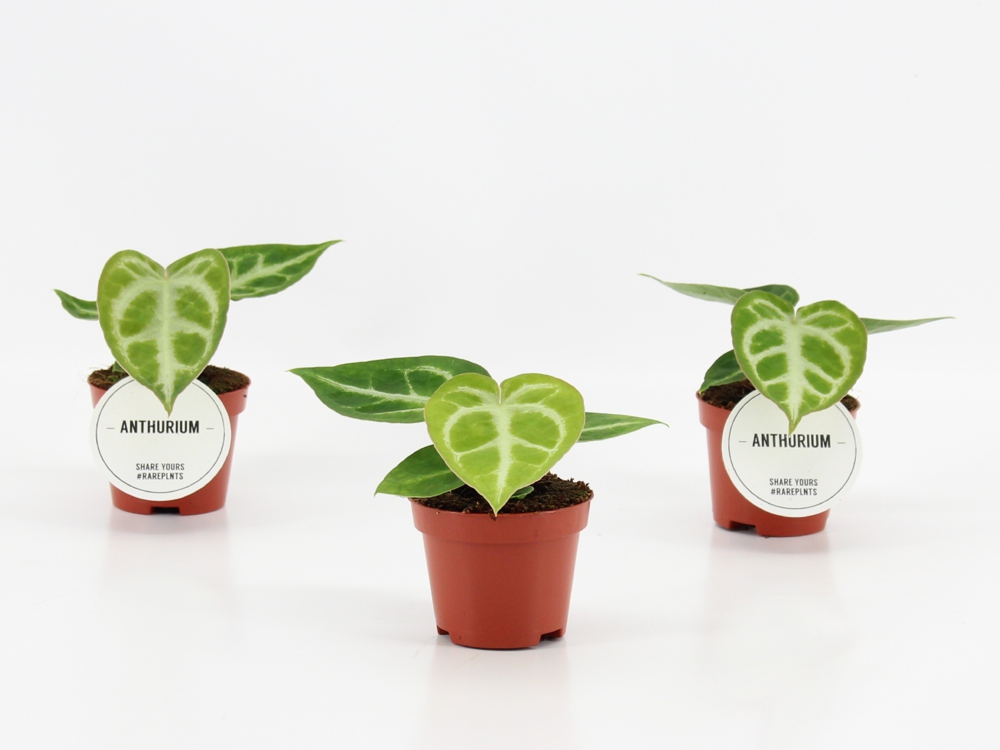 Anthurium Plants | Wholesale Plants UK | Hoek flowers