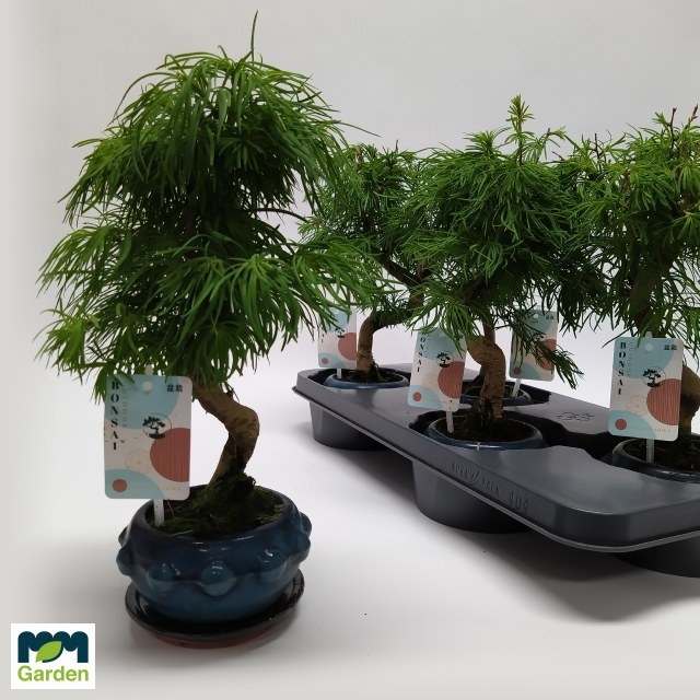kanuma bonsai Kanuma Japanese Bonsai Growing Media for Ericaceous Plants  Kaizen Bonsai