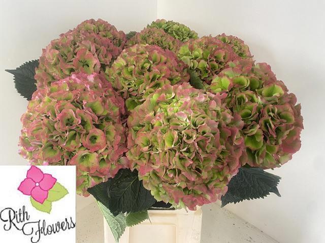 Hydrangea