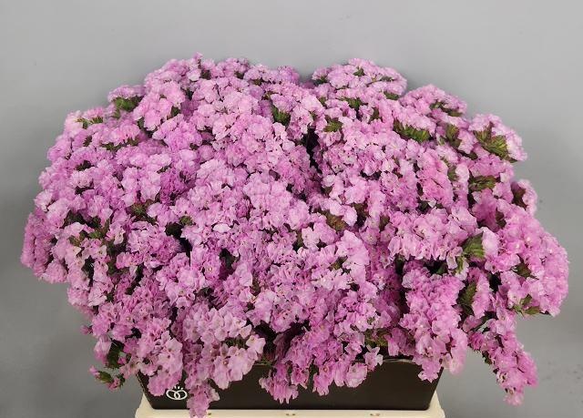Limonium / Statice