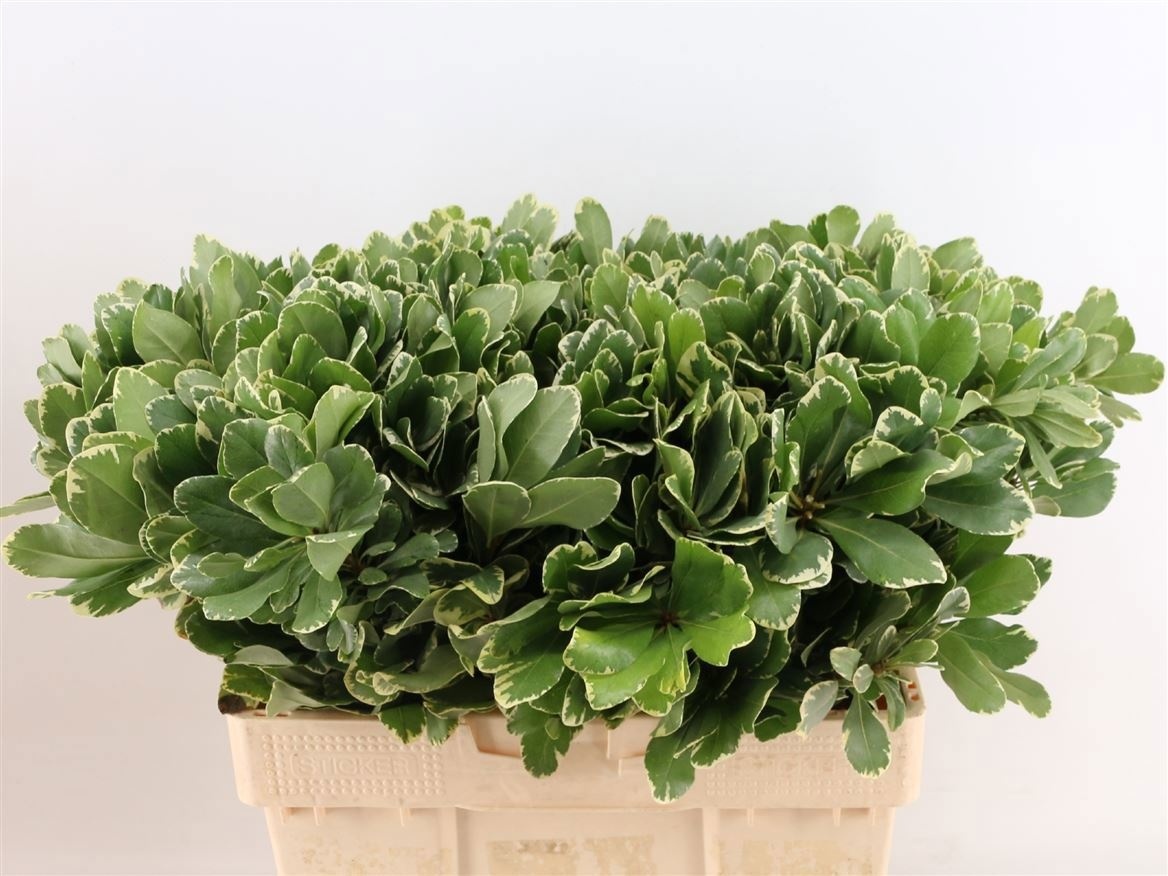 Pitto Ilan 55cm