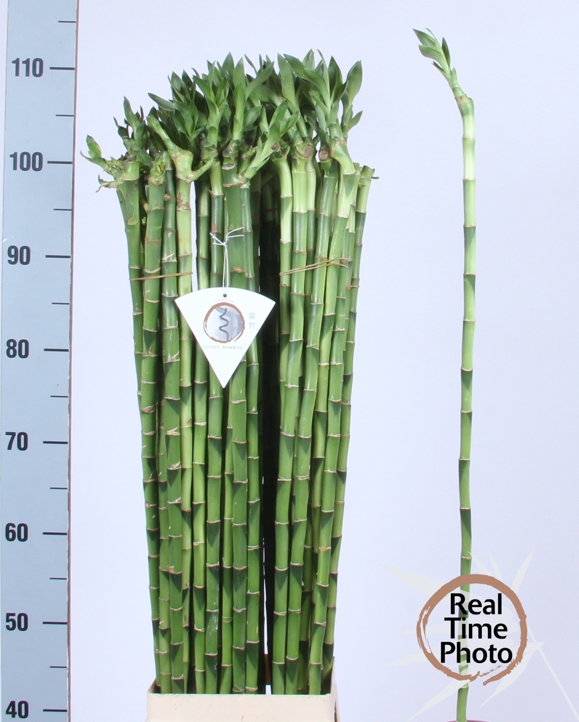 Drac S Lucky Bamboo