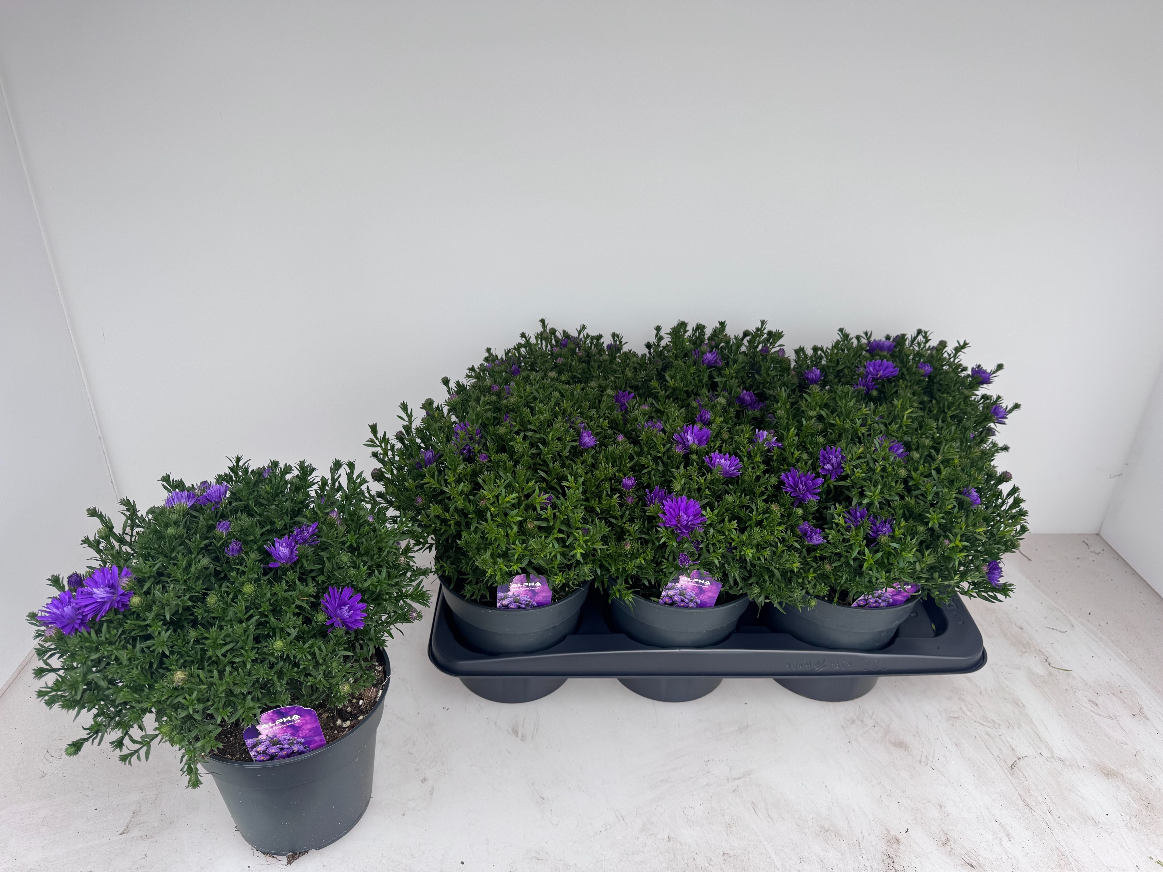 Aster Purple Lace