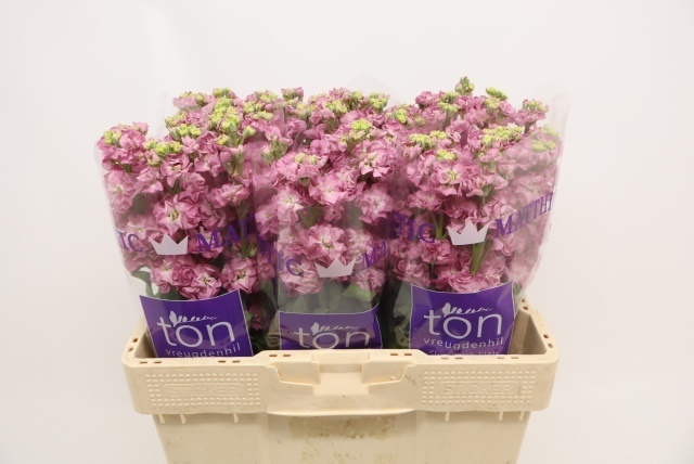 Matth Stox Rose Pink
