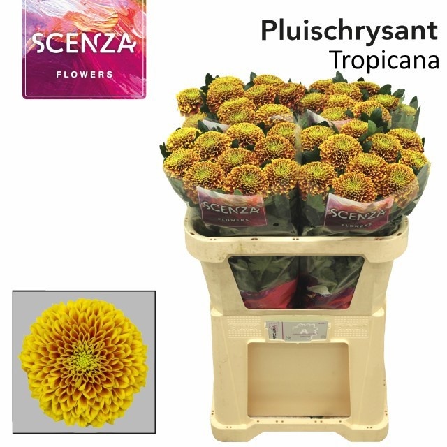 Chrysanth Single Alibaba 70cm 80gr.