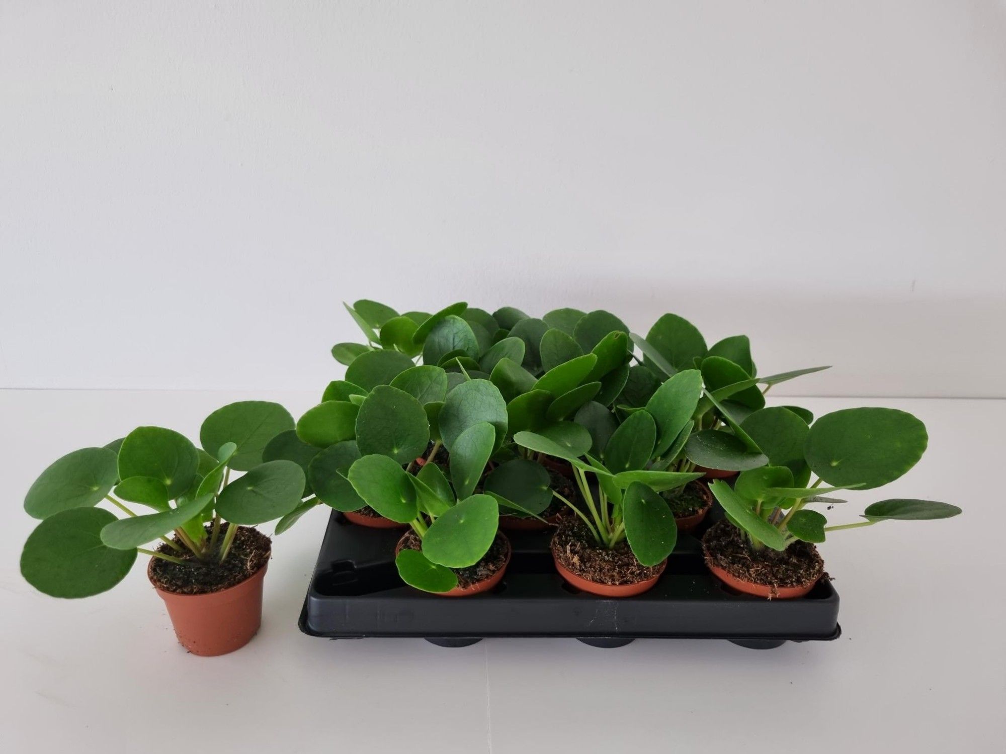 Pilea peperomioides Micro | OZ Planten