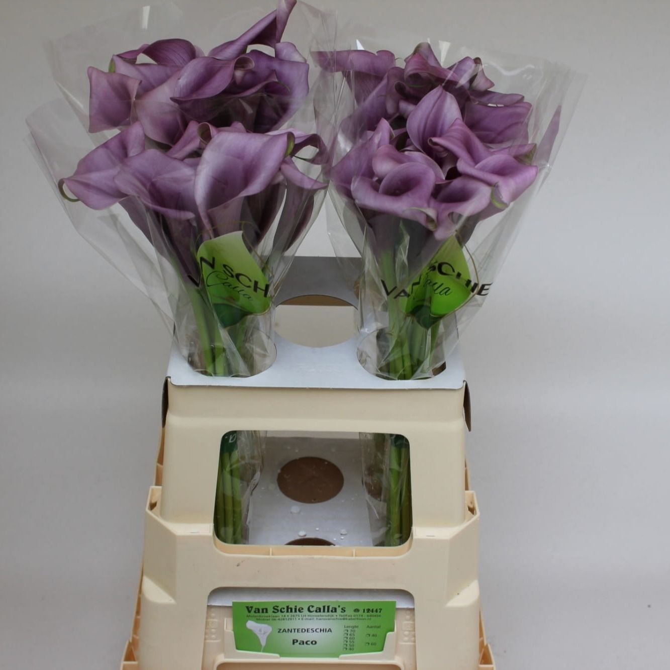 Calla Paco 70cm