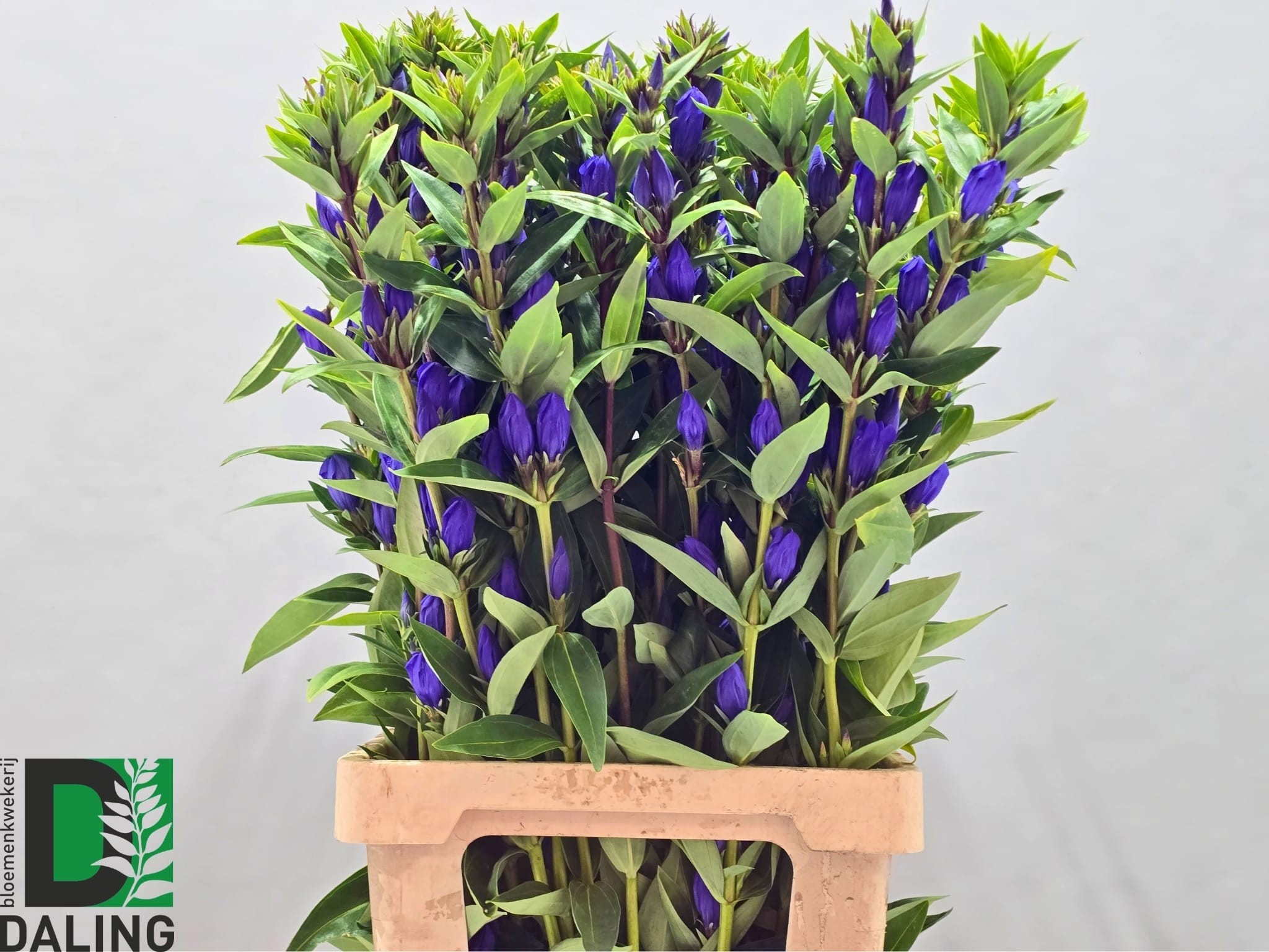 Genti Just Blue