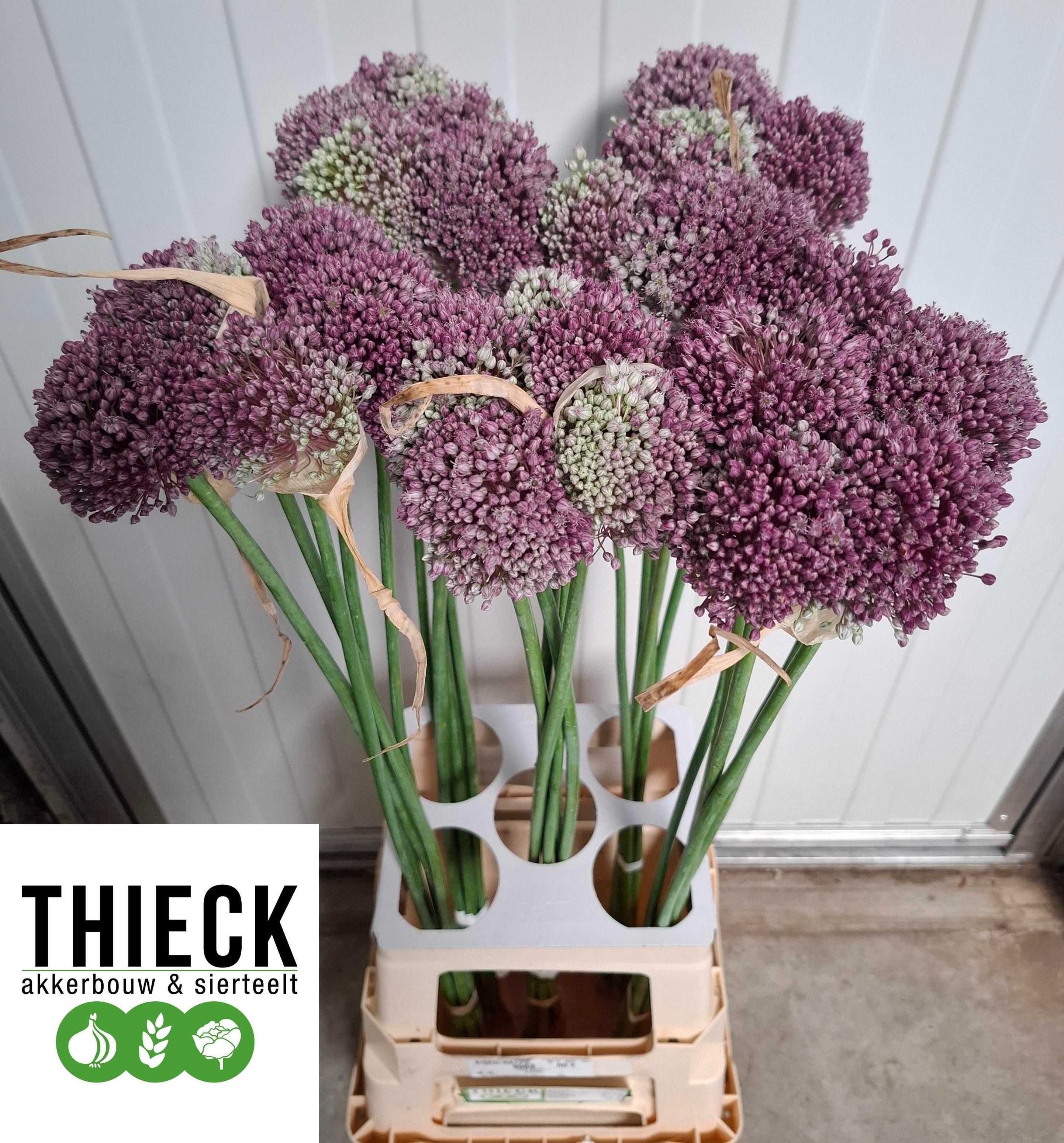 Allium Mrs Bouquet