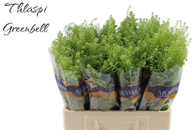 Lepidium Green Bell (THLAPSI) 60cm