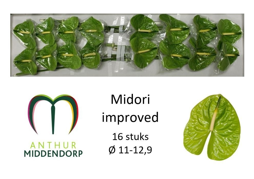 Anth A Midori Imp X16
