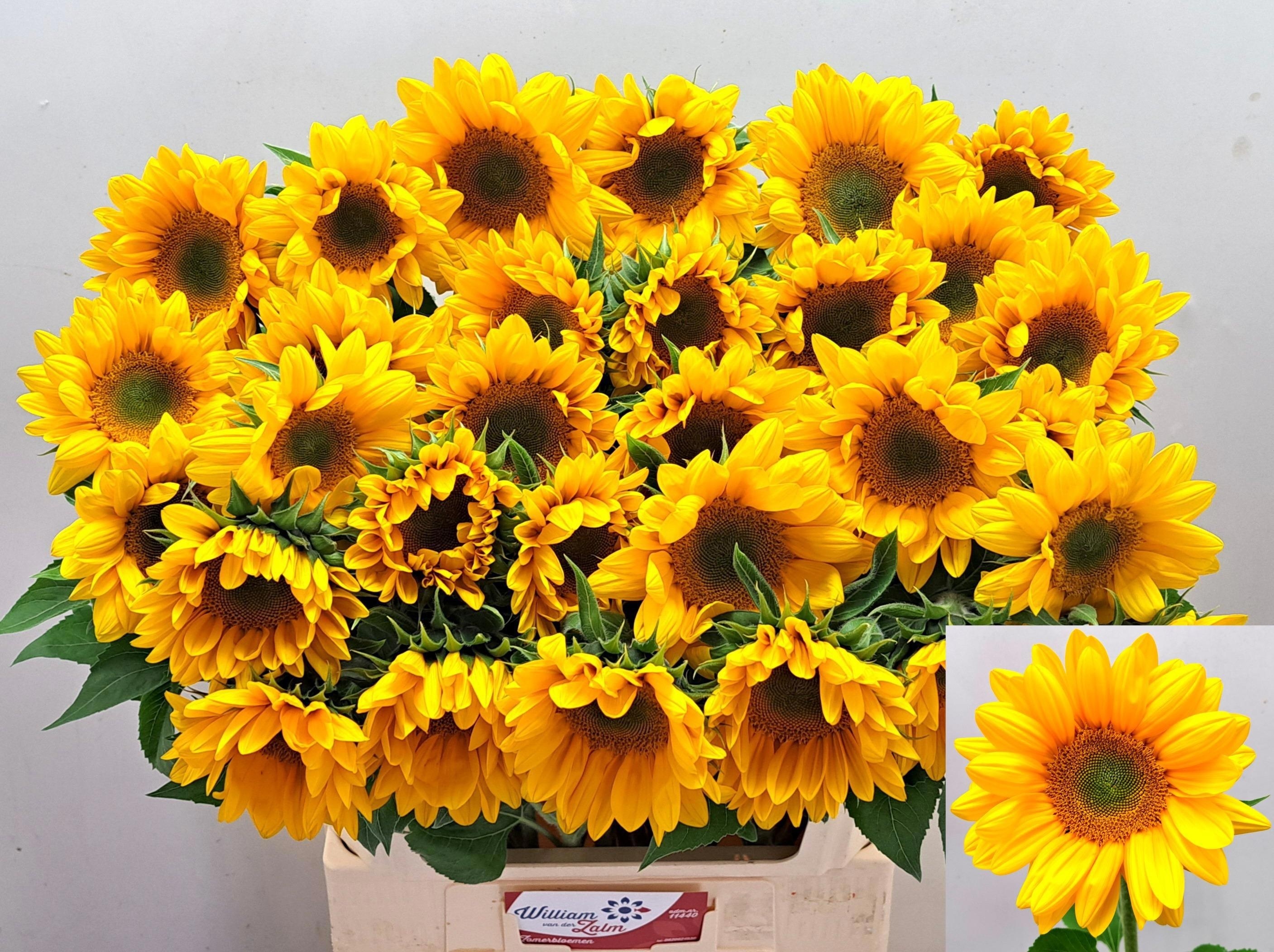 Helianthus Sunrich Up Gold 70cm