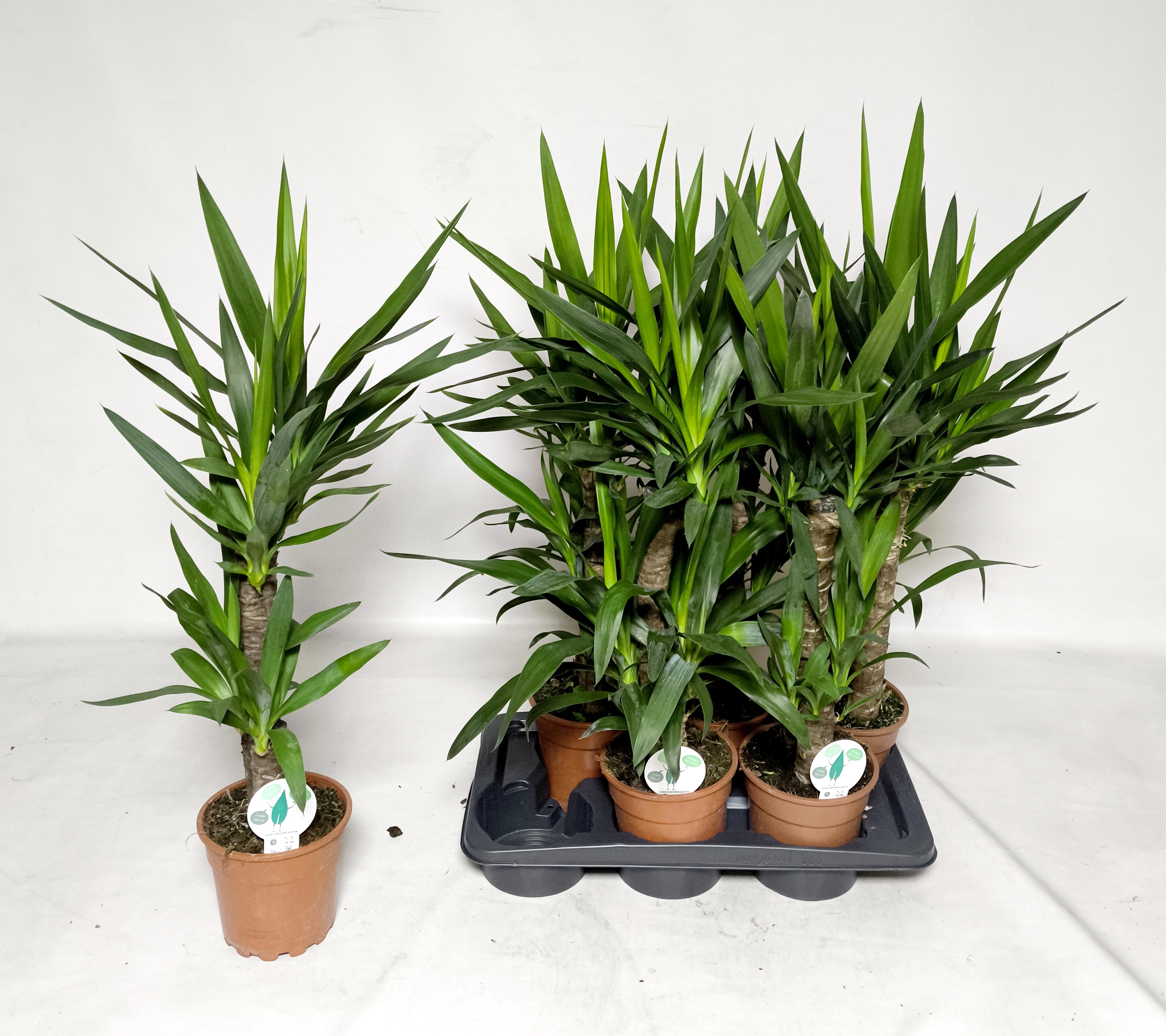 Yucca | Gardenline