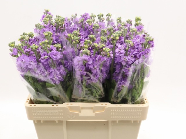 Matthiola Incana Impala Lavender 50cm