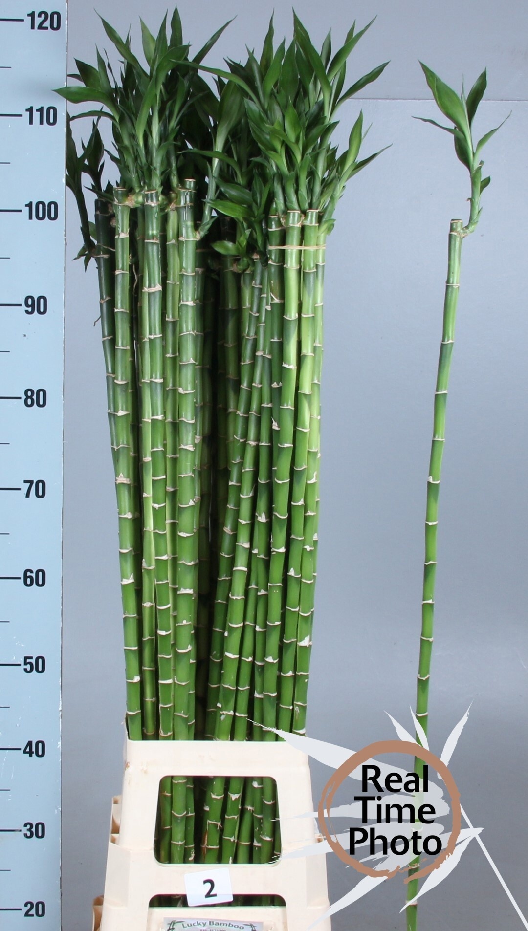 Drac S Lucky Bamboo