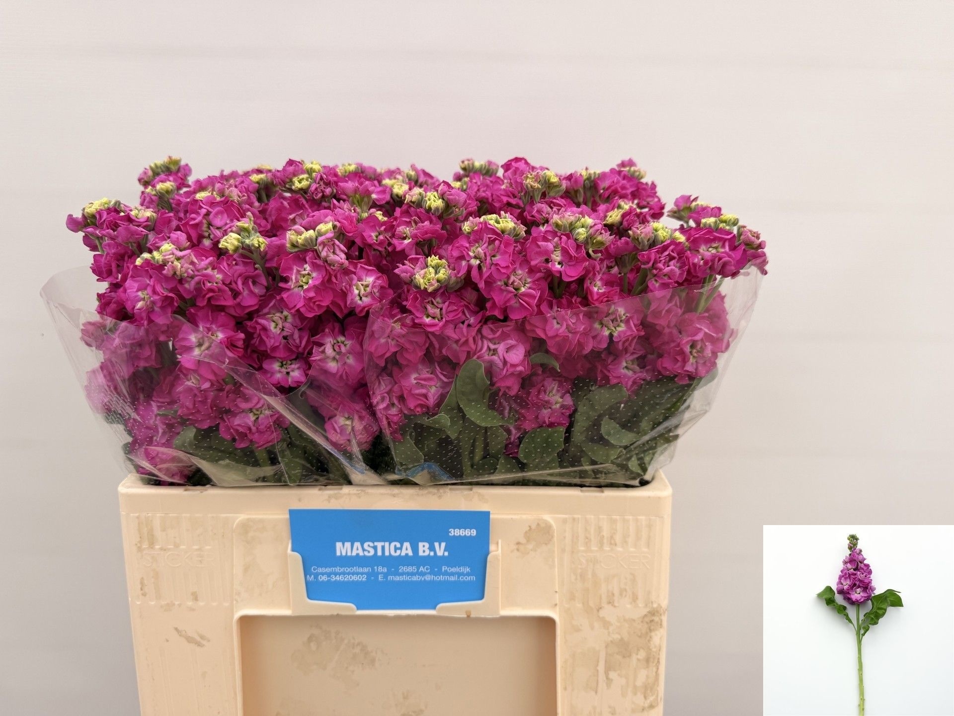 Matthiola StoX Deep Rose 56cm