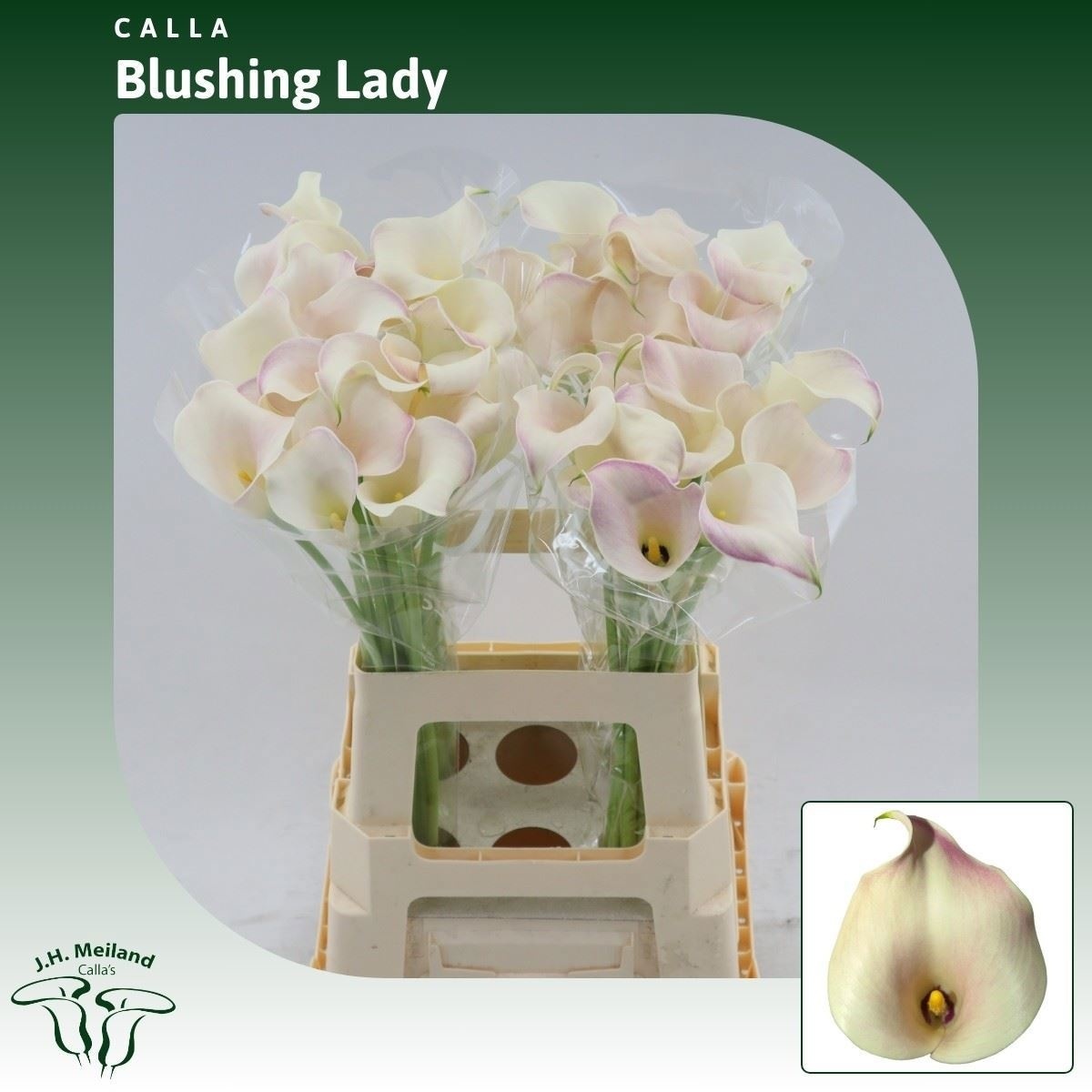 Calla Blushing Lady 65cm