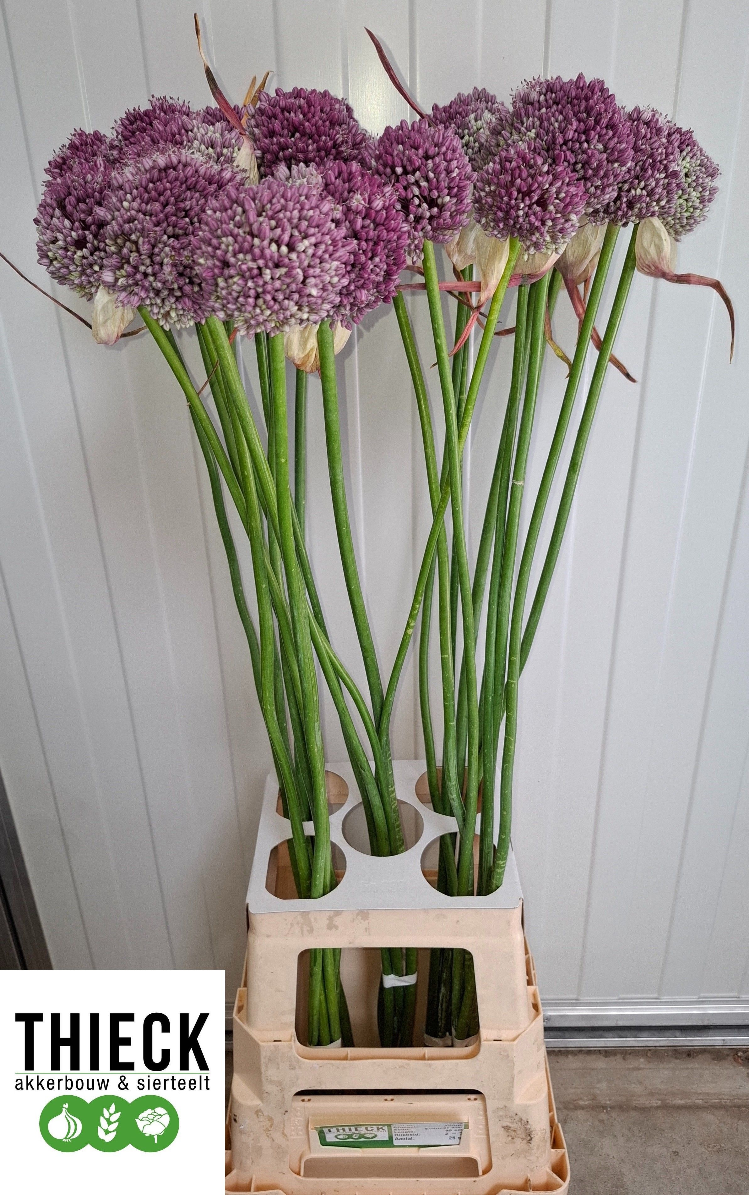 Allium Summer Star