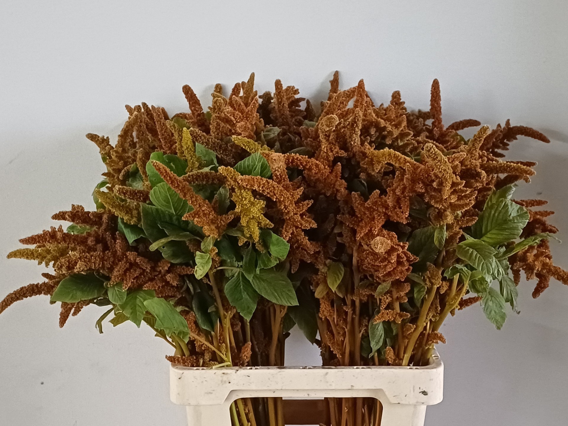 Amaranthus Hot Biscuits