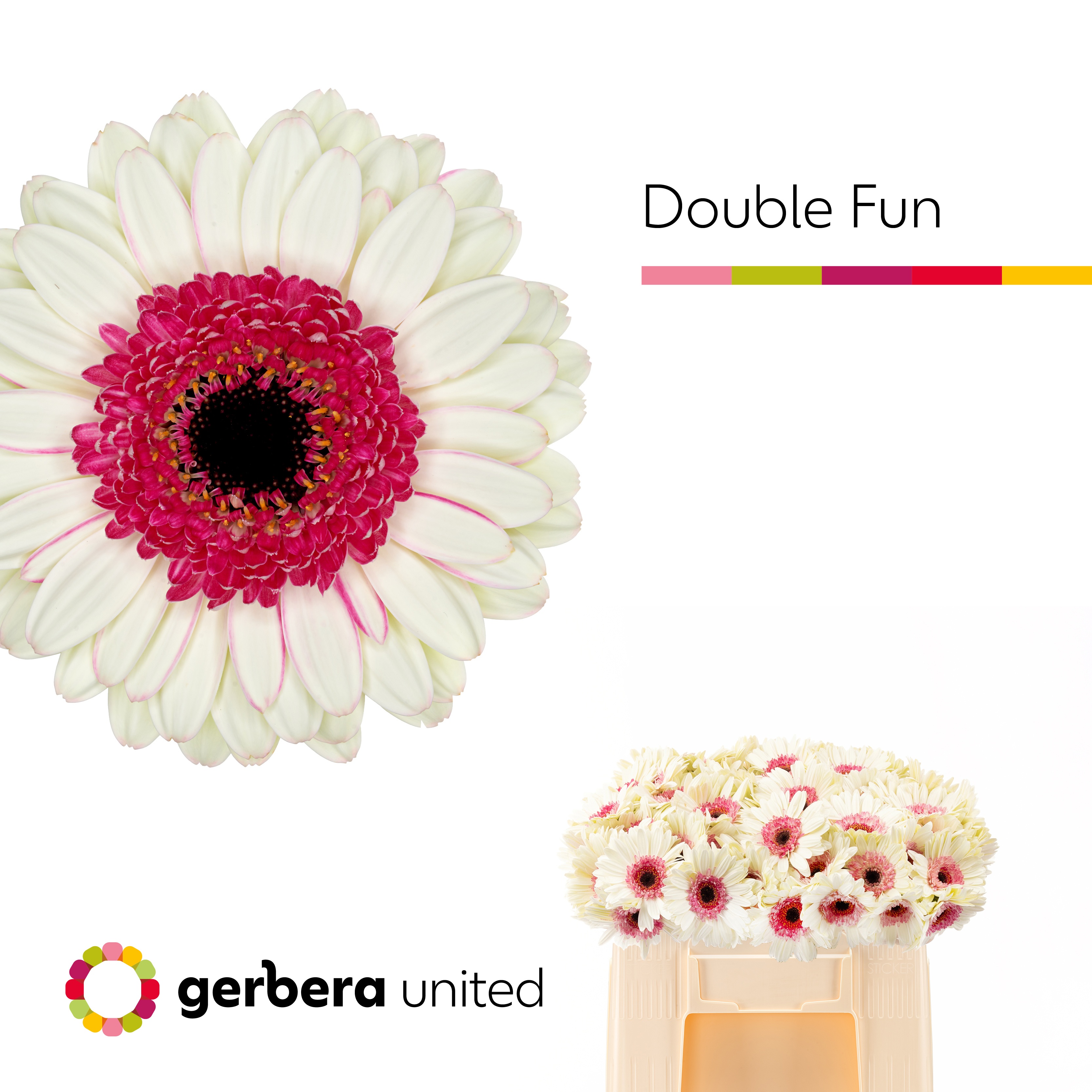 Gerbera Mini Double Fun