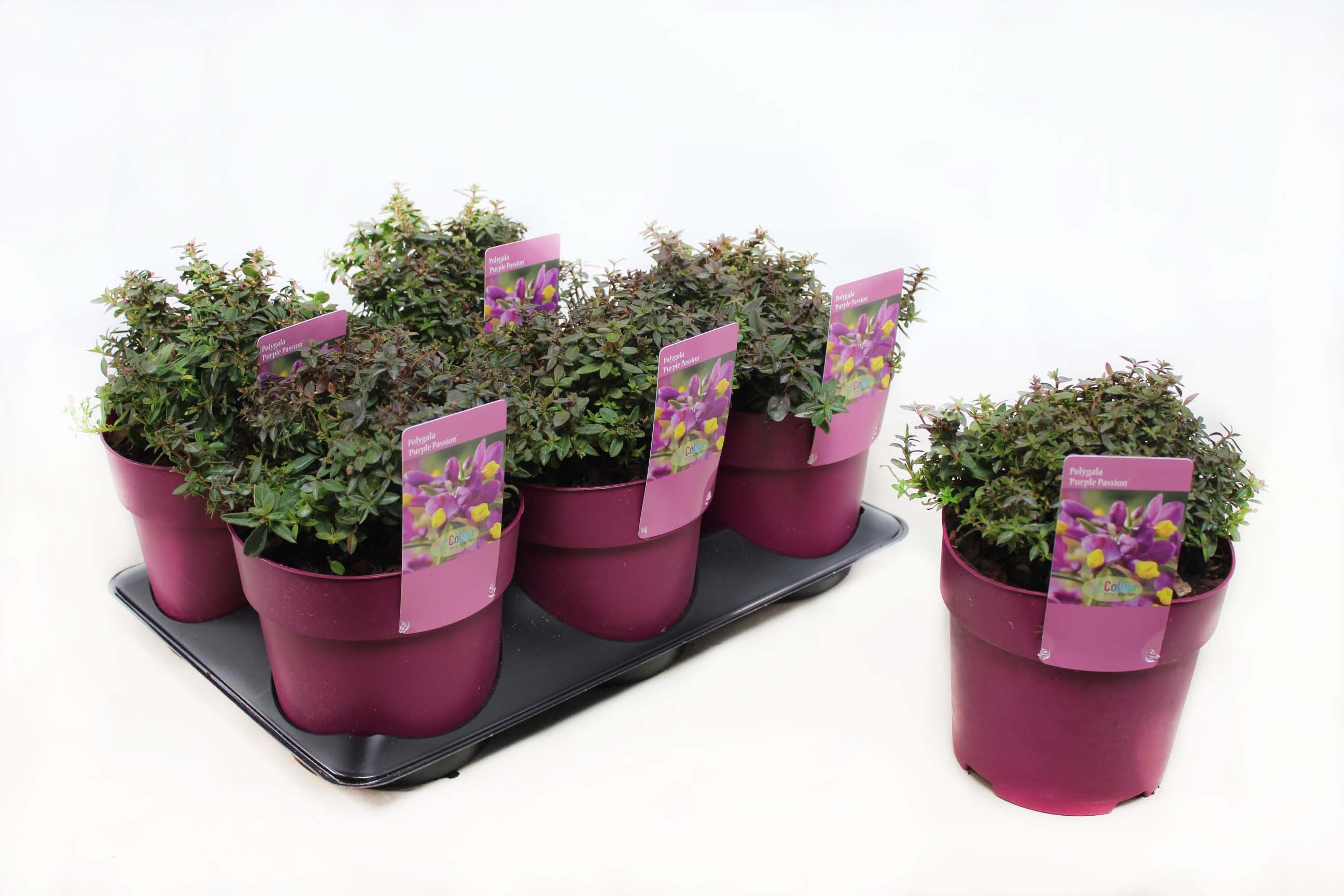 Picture of Polygala Purple Passion