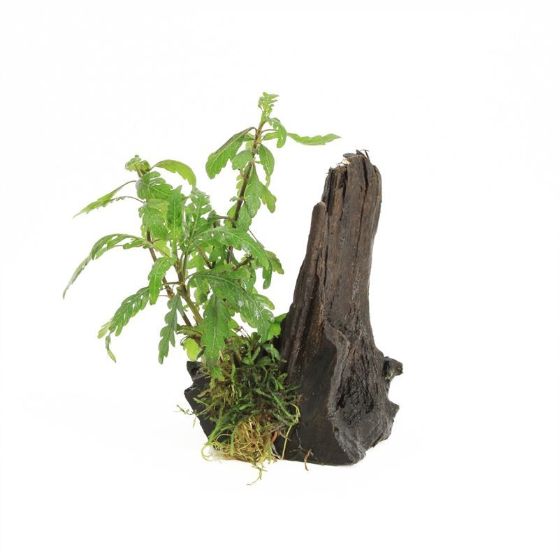 Driftwood S hygrophilla pinatifida
