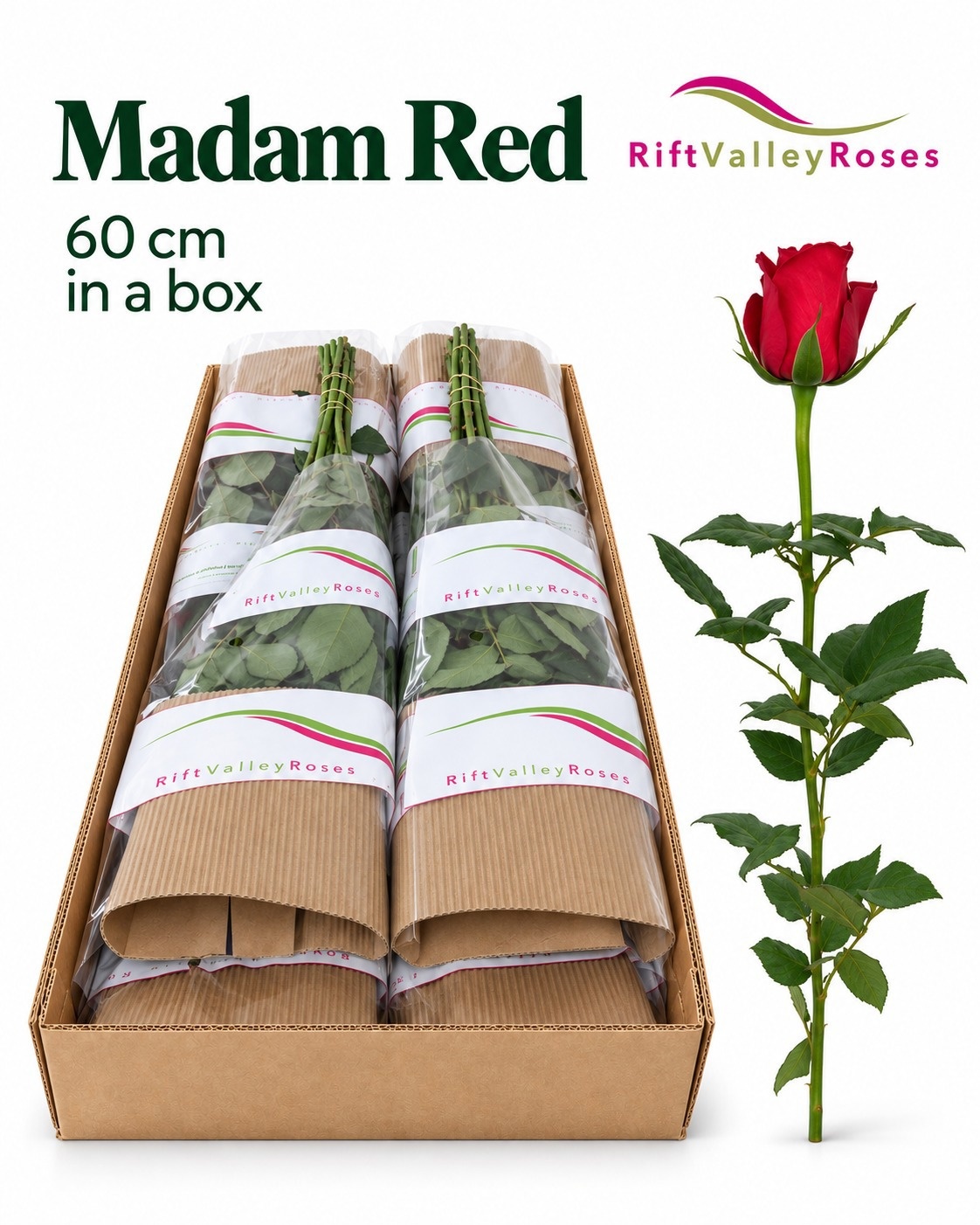 Rosa Madam Red 60cm