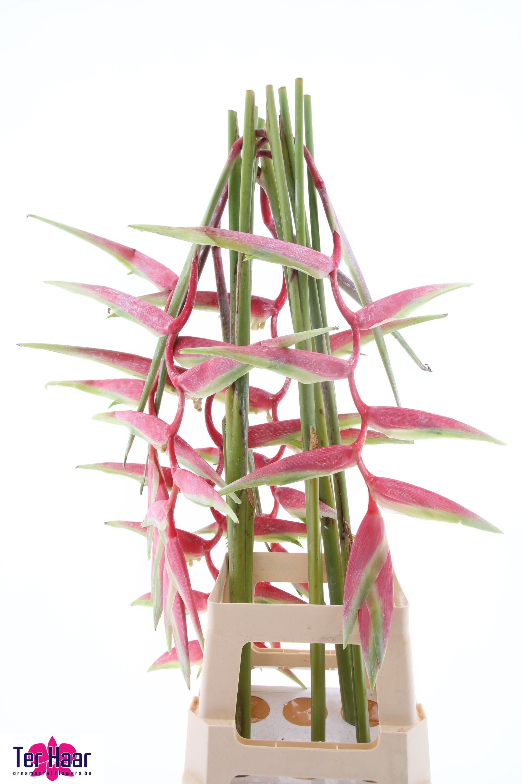 Heliconia Sexy Pink 90cm