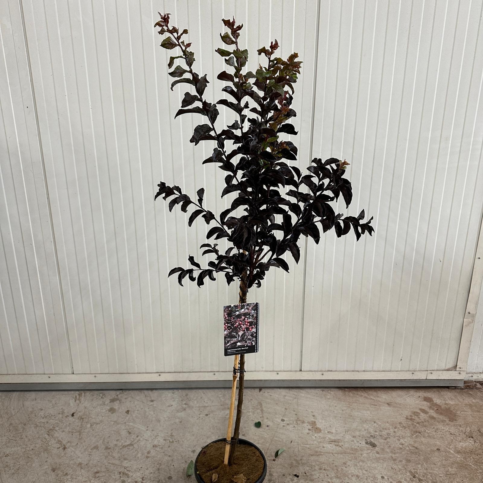 Picture of Lagerstroemia indica Best Red ('JIB0616'PBR) --stam 80 cm P26 (7.5 Ltr) 110cm (LOOSE)