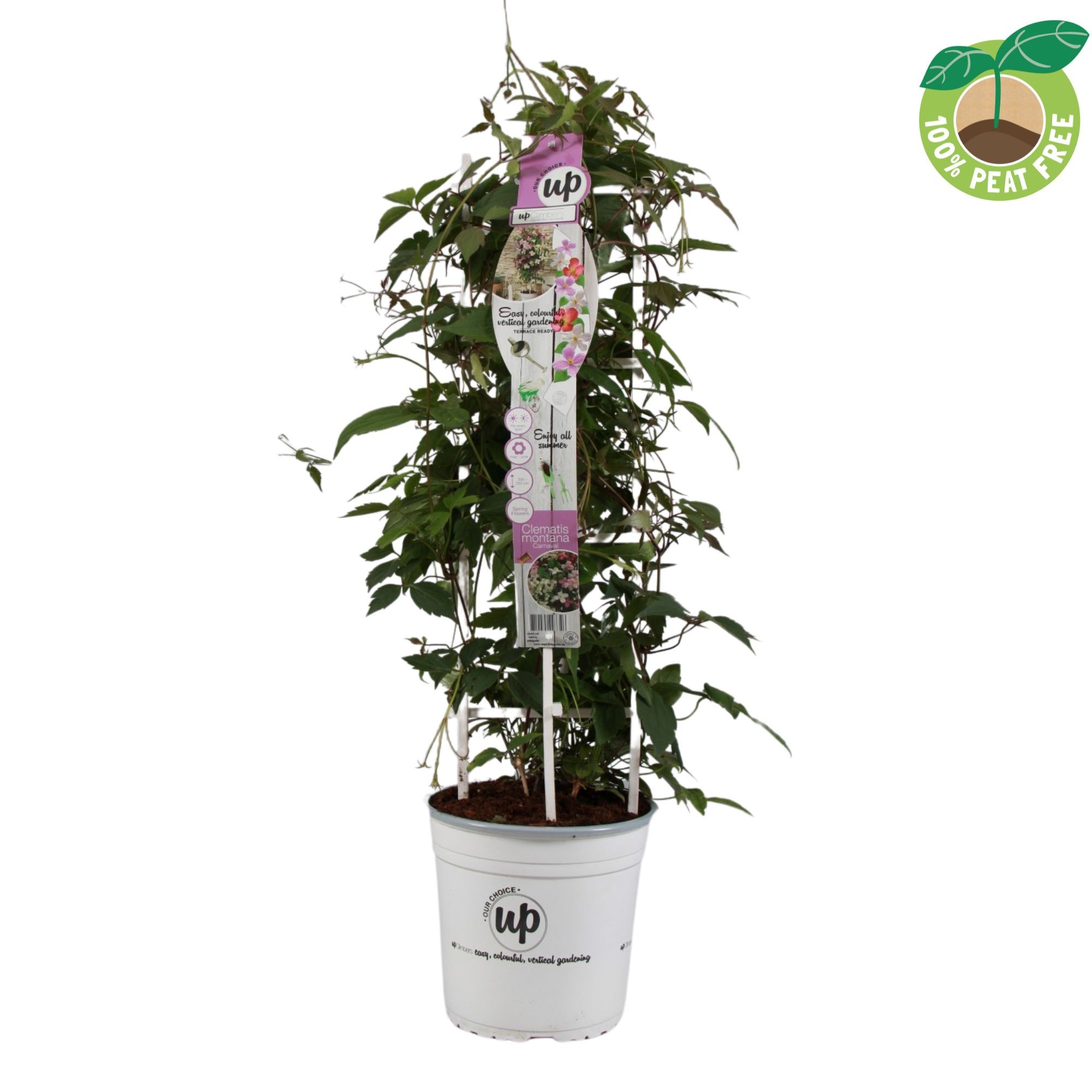 Picture of Clematis montana Carnaval P23 (5 Ltr) TRELLIS