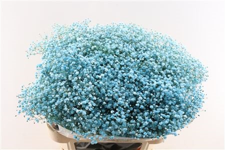Gypsophila Painted 80cm 40gram