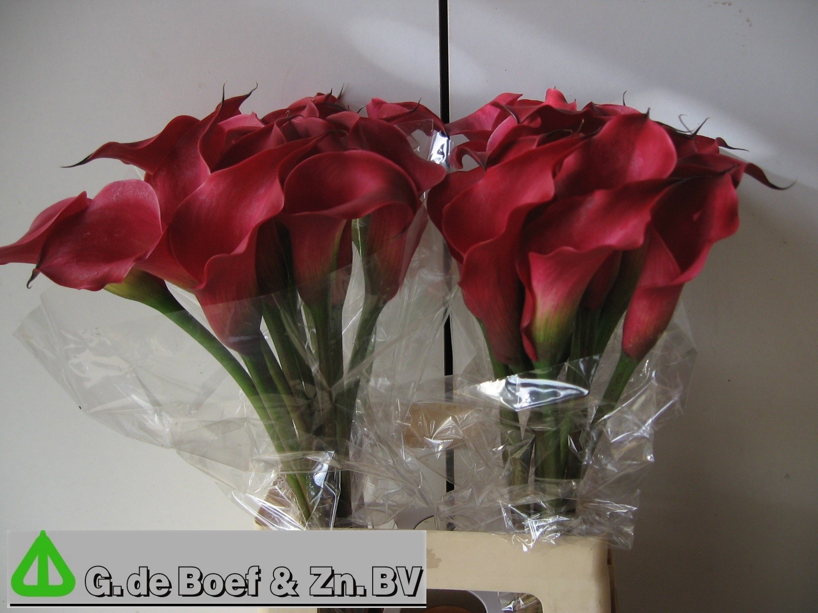 Calla Nashville 65cm